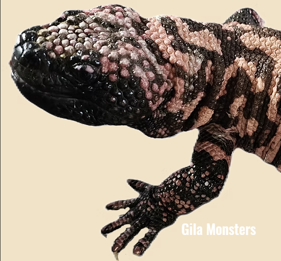 Gila monster and beaded lizard